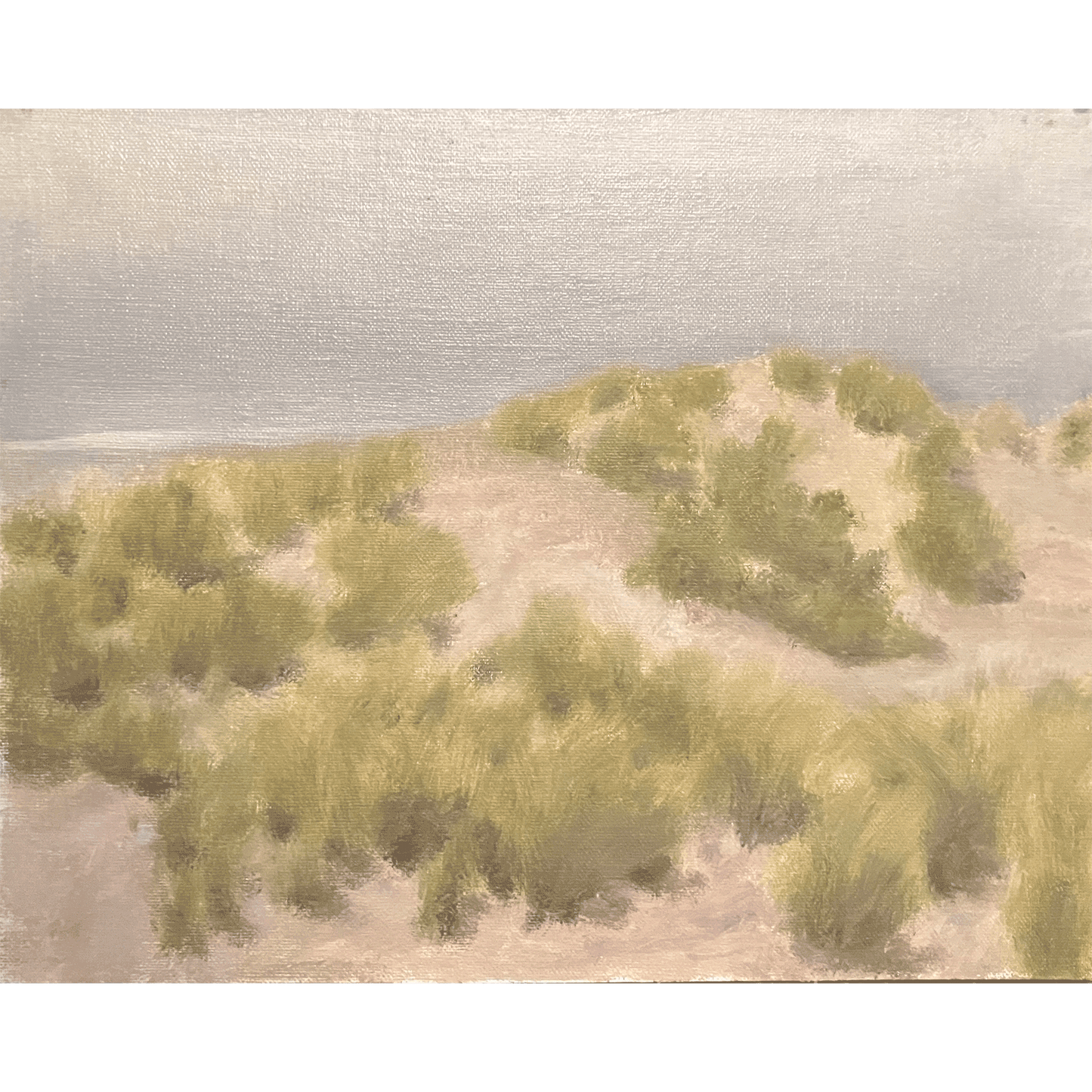 Dune Beach Grass