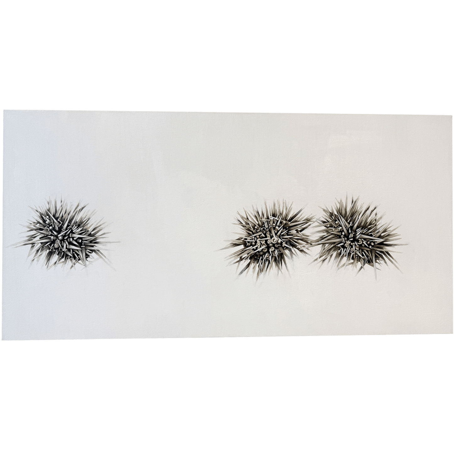 Urchins