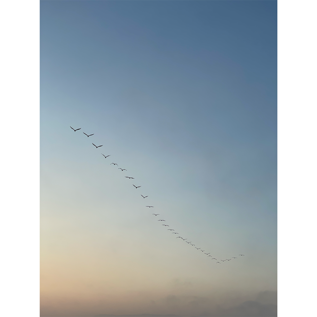 Brown Pelicans flying over Ocean Beach