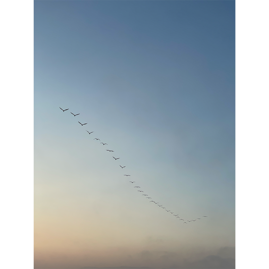 Brown Pelicans flying over Ocean Beach