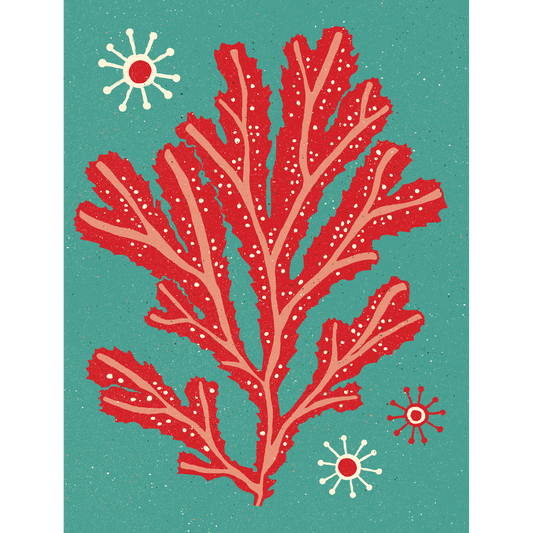 «Kelp»