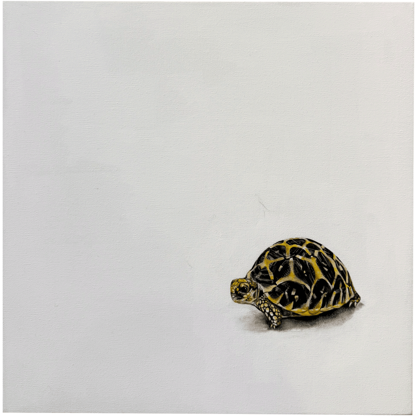 Baby Tortoise from the East Bay Vivarium