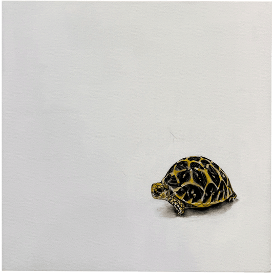 Baby Tortoise from the East Bay Vivarium