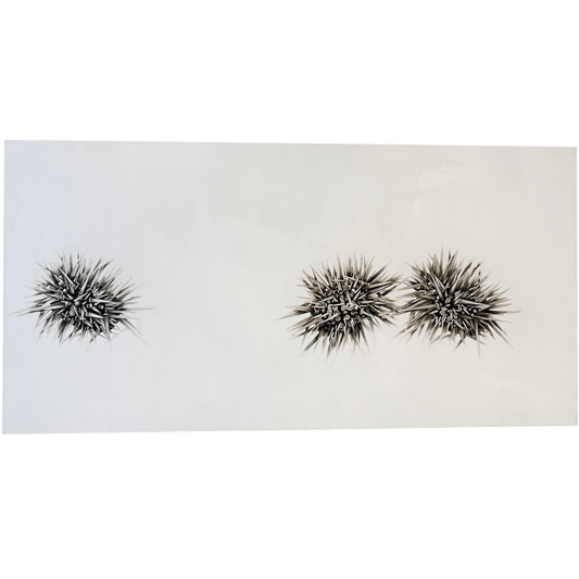 Urchins